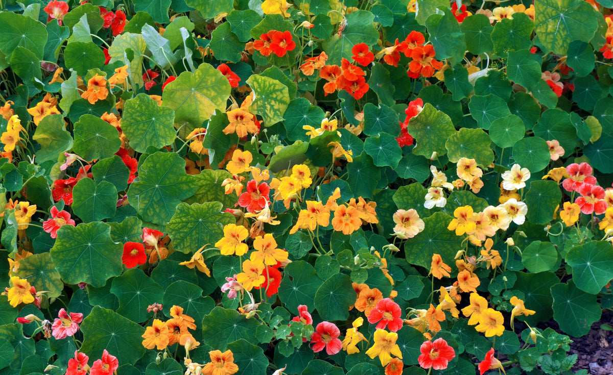 50 Mixed Colors Dwarf Jewel Nasturtium (Tropaeolum Minus) Seeds