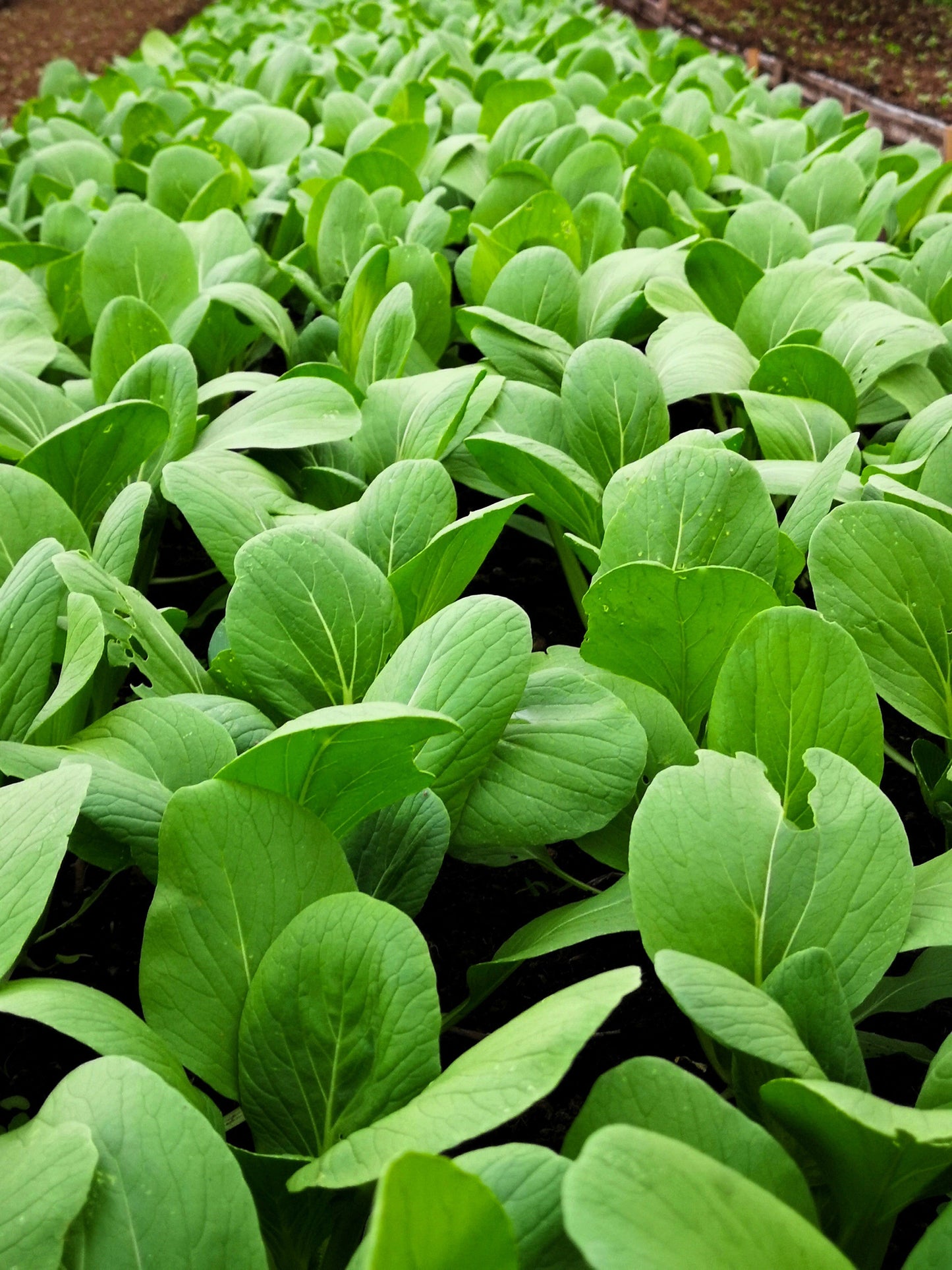 1500 Spinach Mustard Tendergreen (Brassica Rapa) Seeds