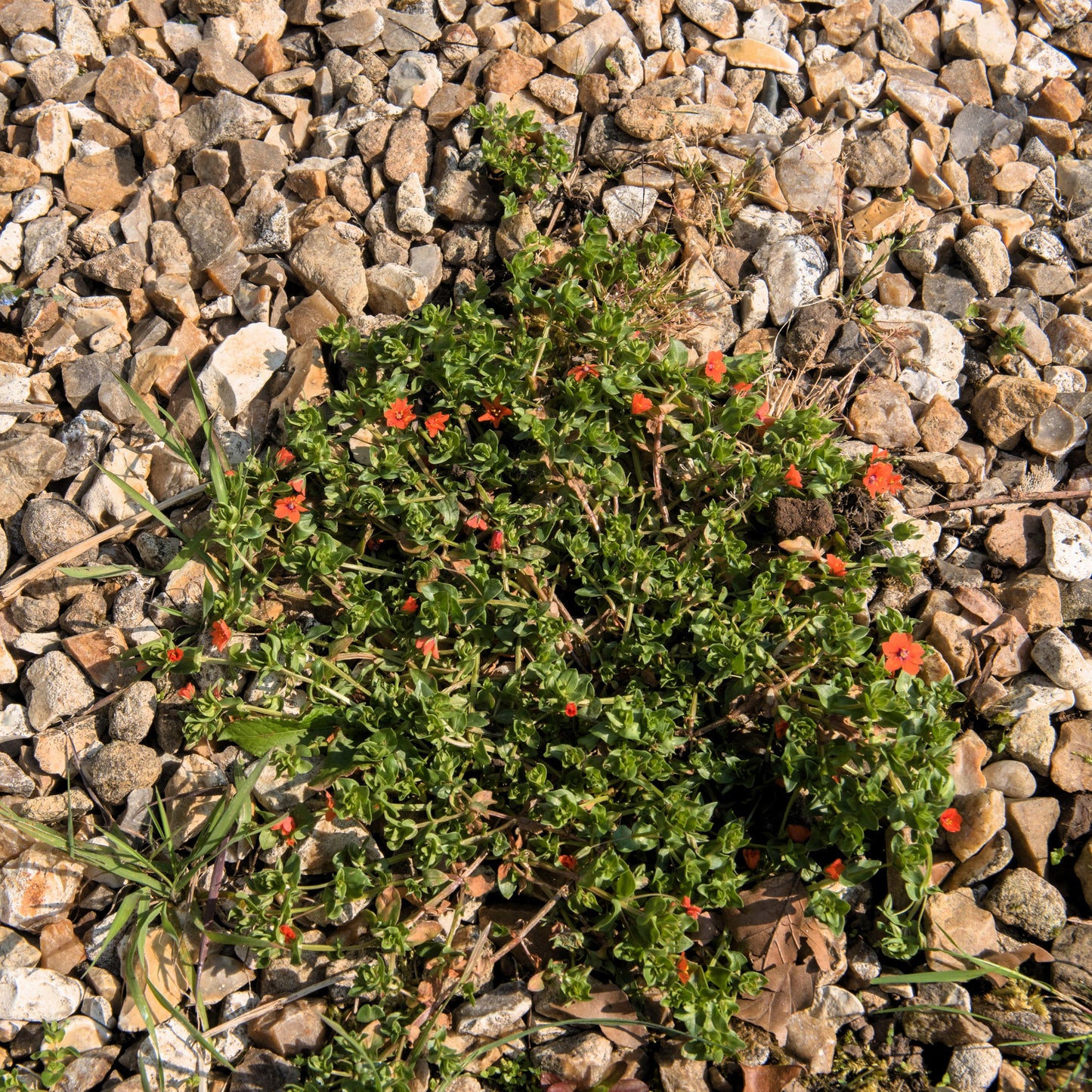 100 Scarlet Pimpernel (Adders Eyes; Anagallis Arvensis) Seeds