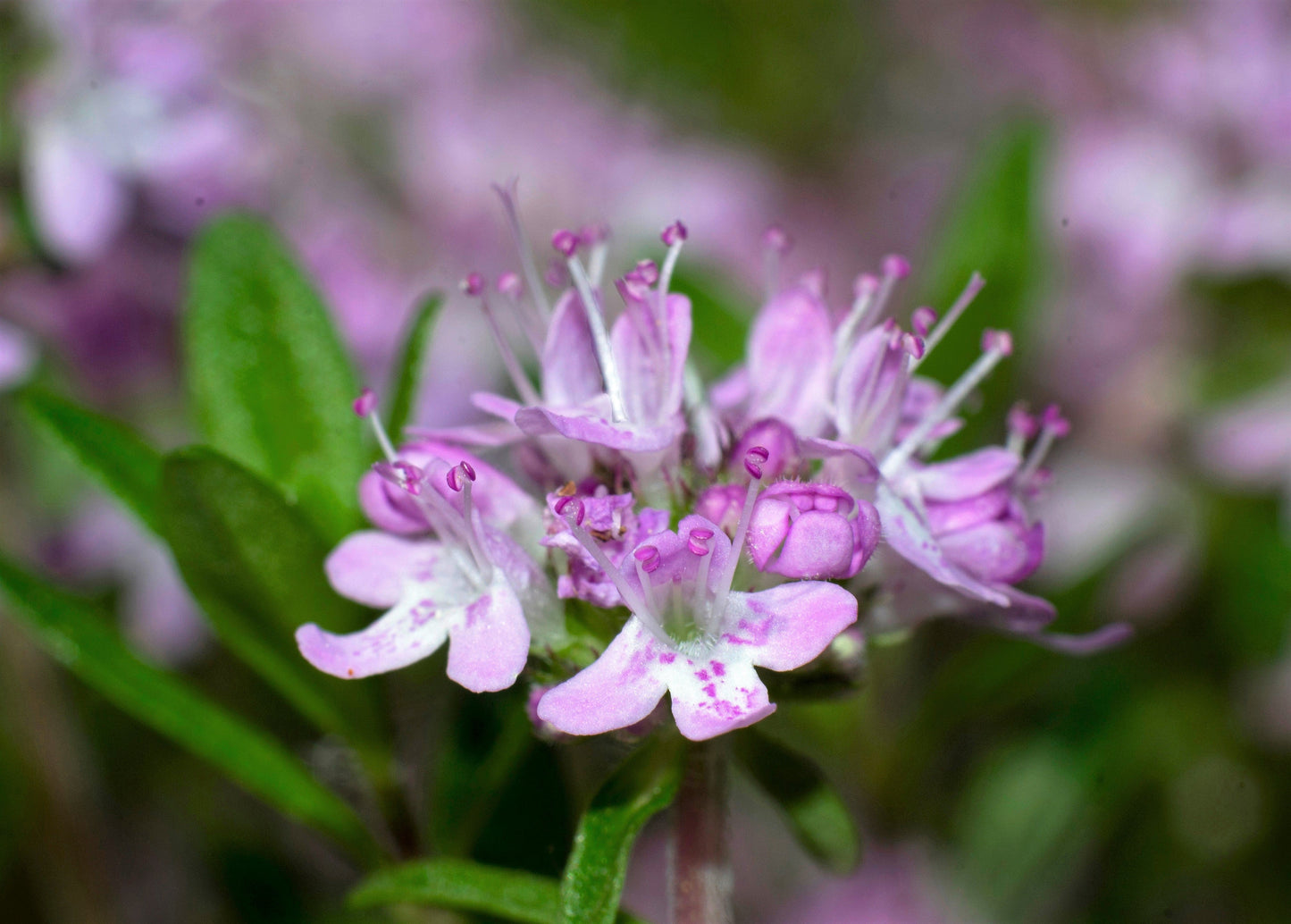 10,000 Bulk Lemon Thyme (Thymus Pulegioides) Seeds