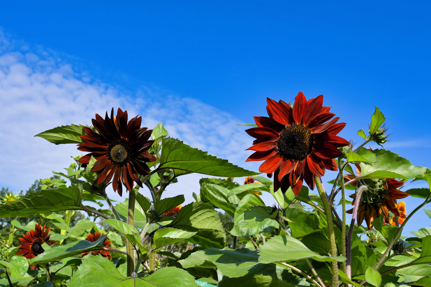 25 Velvet Queen Sunflower (Helianthus Annuus) Seeds