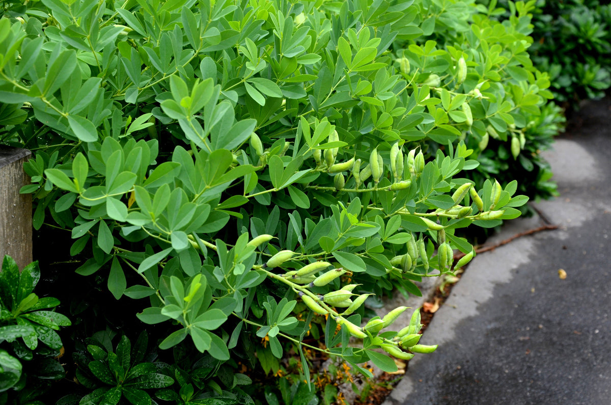Blue Wild Indigo (Baptisia australis) Seeds – 50 ct