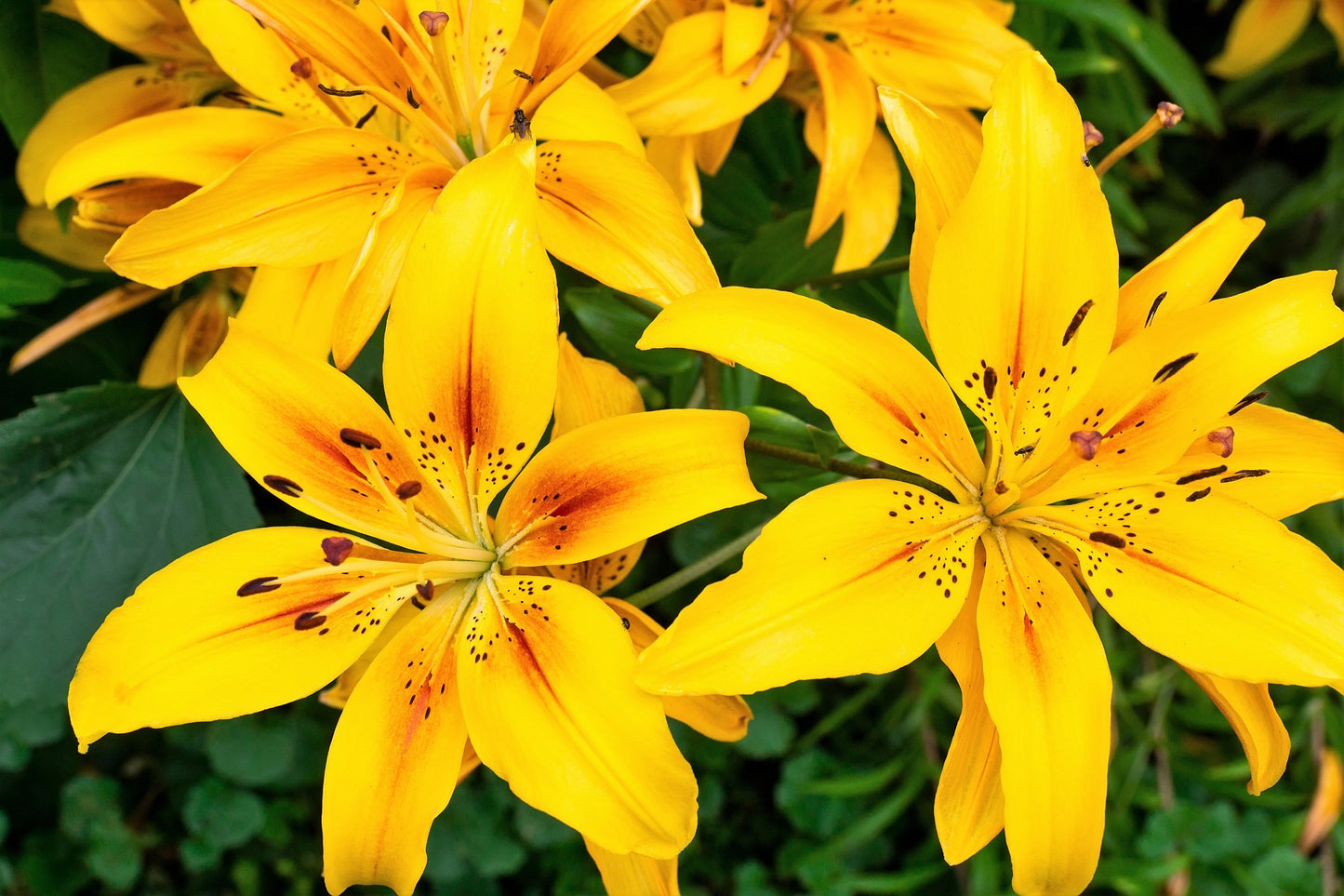 15 Western Hybrid Lily (Lillium Western Hybrids) Seeds