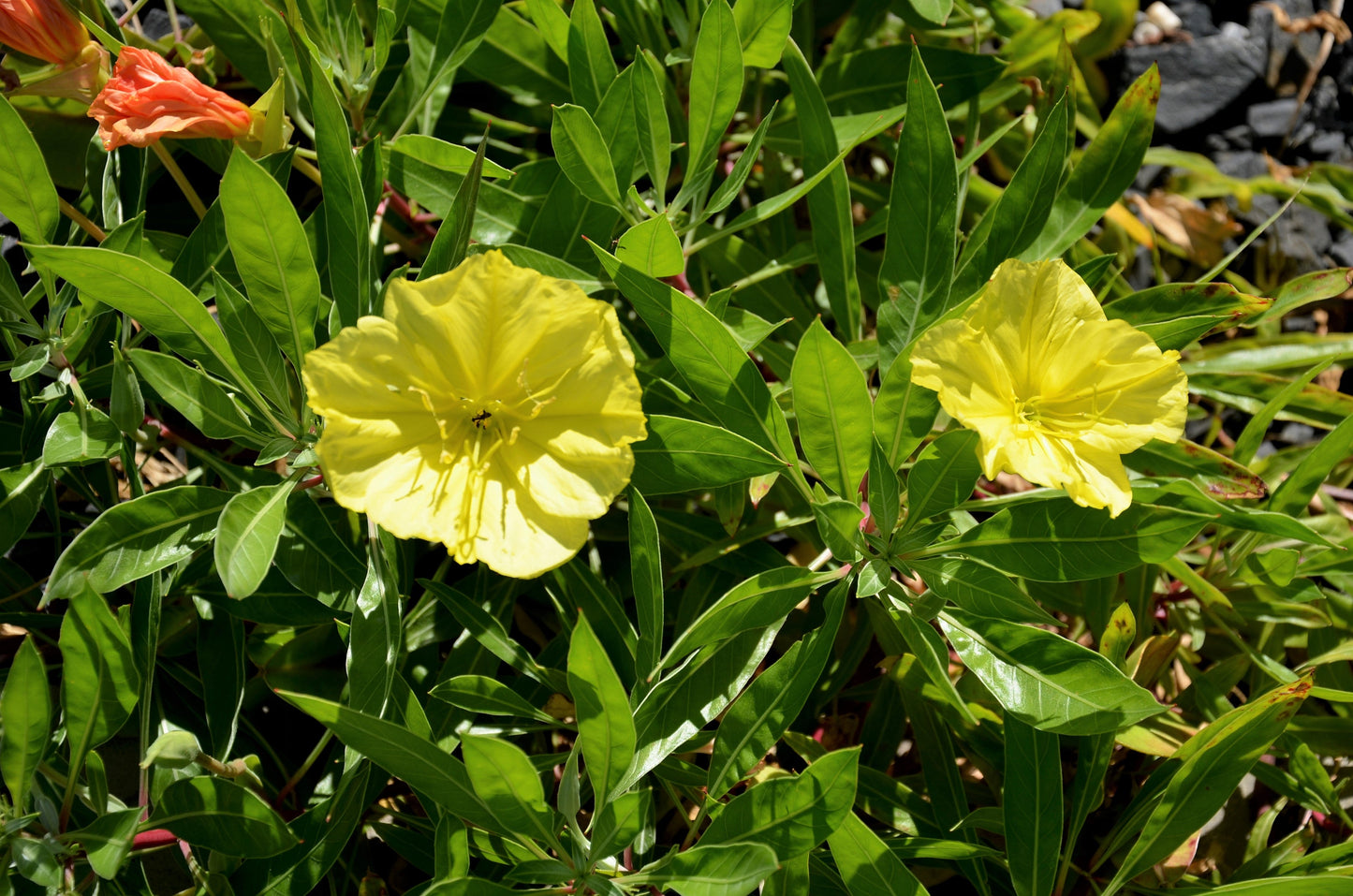 150 Dwarf Evening Primrose (Oenothera Macrocarpa syn. Missouriensis) Seeds