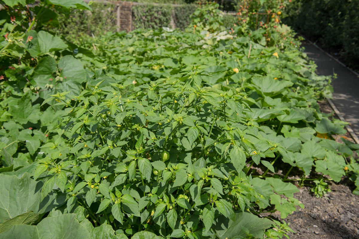 Pineapple Ground Cherry (Physalis pruinosa) Seeds – 50 ct