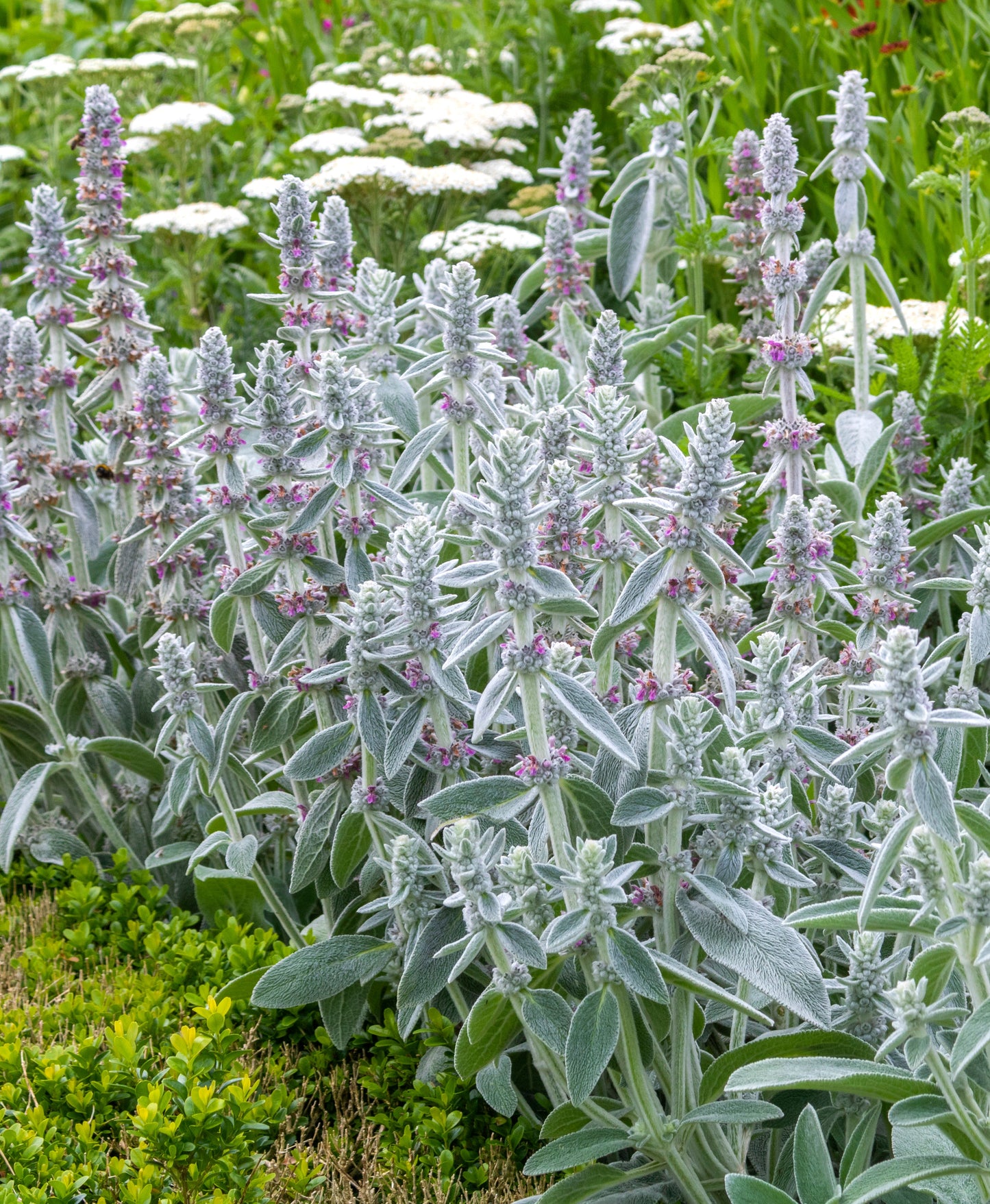 100 Woolly Lamb's Ear (Stachys Byzantina) Seeds