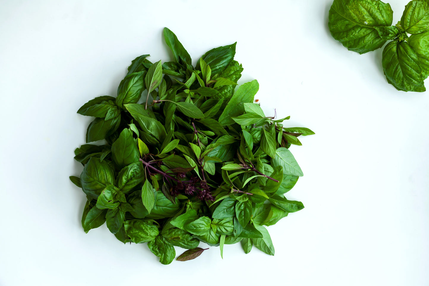 250 Siam Queen Thai Basil (Ocimum Thyrsiflora) Seeds