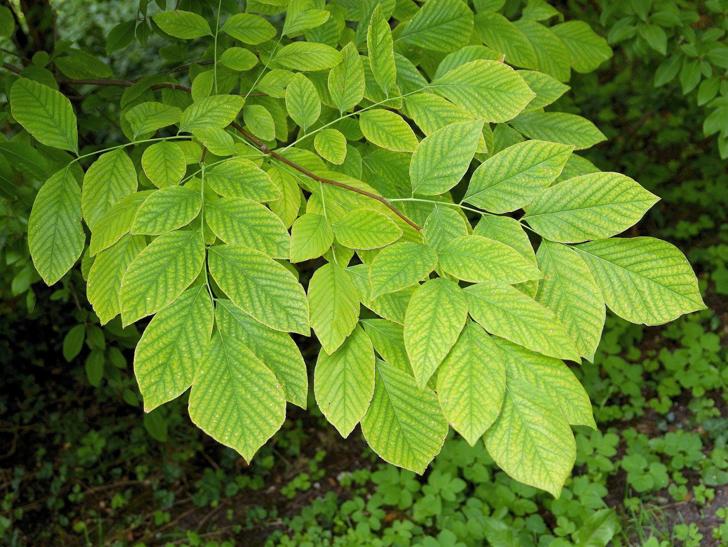10 Yellow Ash Tree (Cladrastis Lutea Kentukea) Seeds