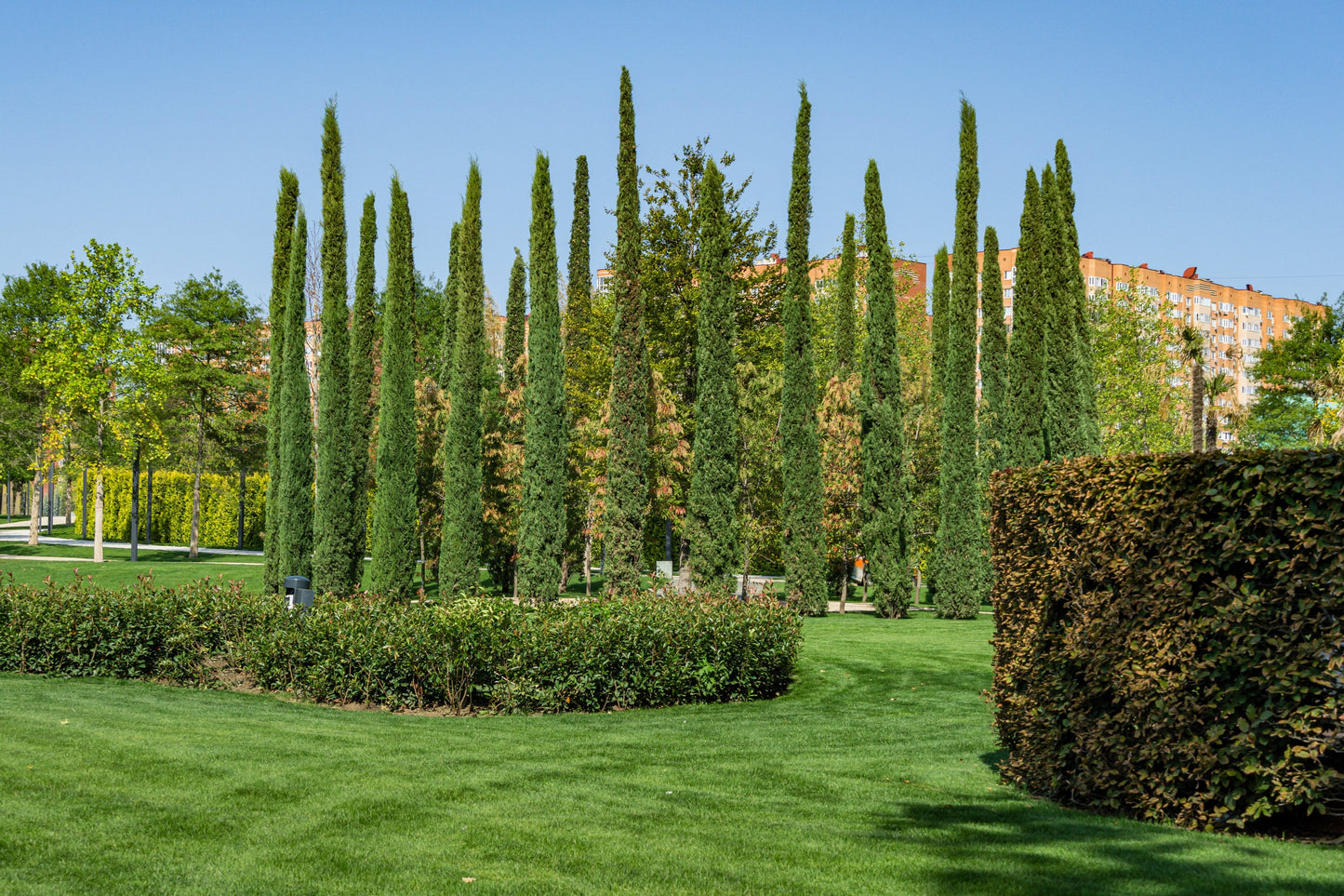 20 Mediterranean Cypress (Cupressus Sempervirens Stricta) Seeds