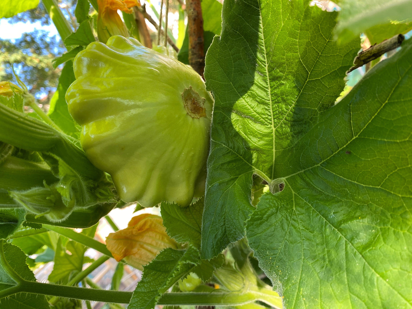 20 Green Patty Pan Squash (Cucurbita Pepo) Seeds