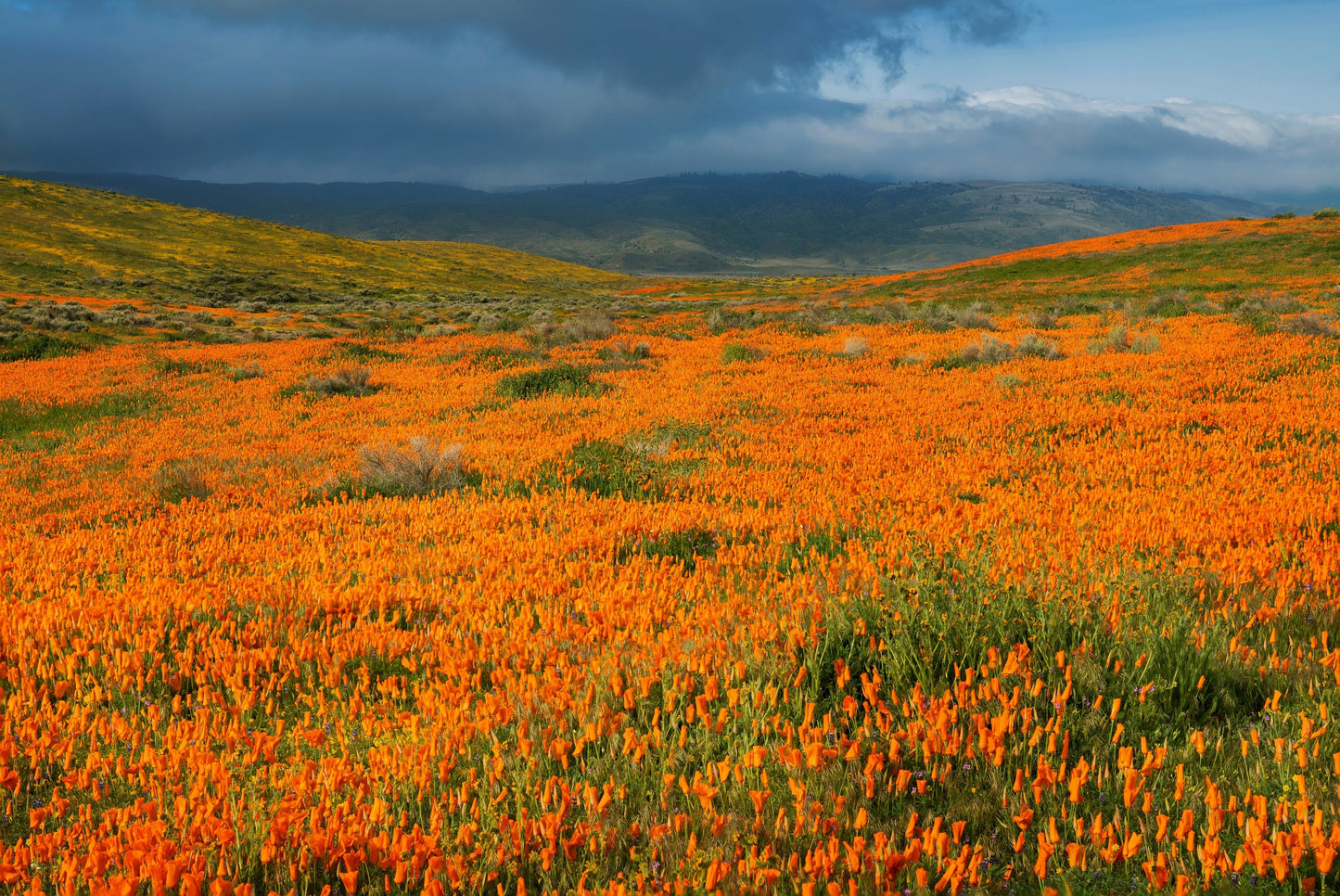 1000 Orange California Poppy (Eschscholzia Californica) Seeds