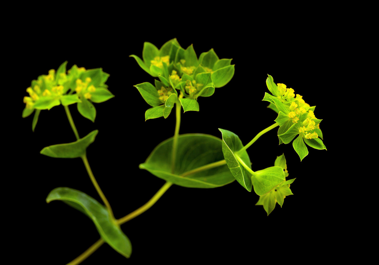 100 Green Gold Bupleurum (Griffithii Rotundifolium) Seeds