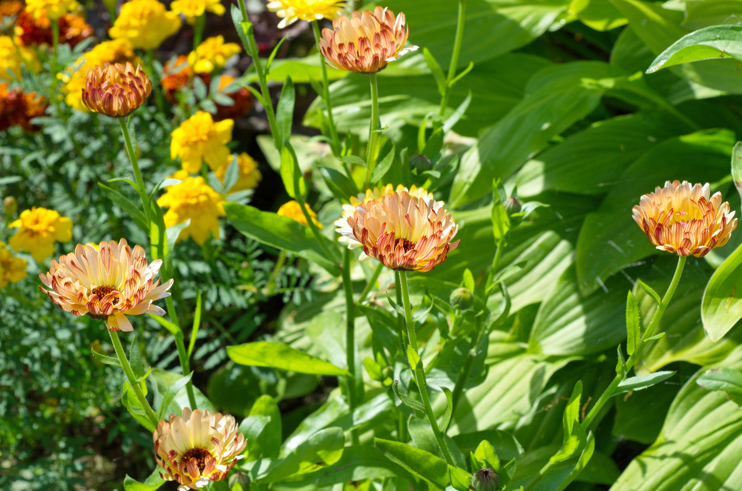20 Zeolights Calendula (Calendula Officinalis) Seeds