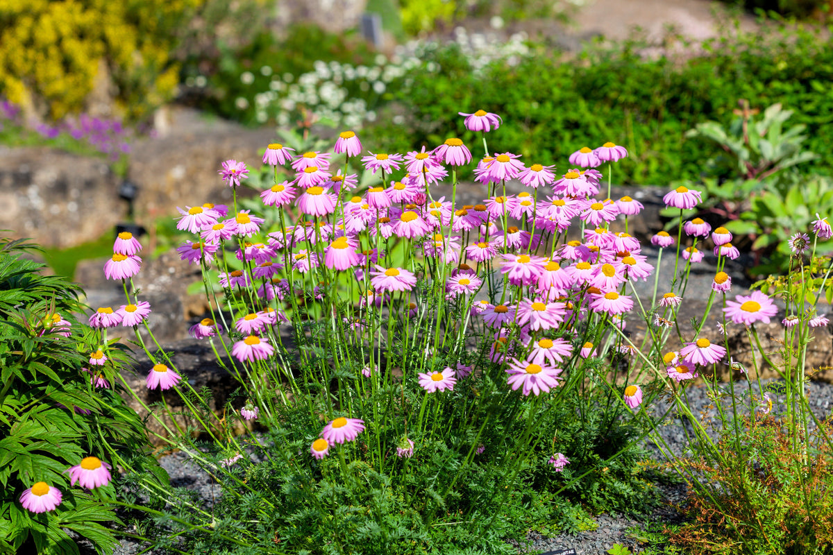 100 Rose PINK ROBINSONS DAISY Painted Chrysanthemum Coccineum Pyrethrum Flower Seeds
