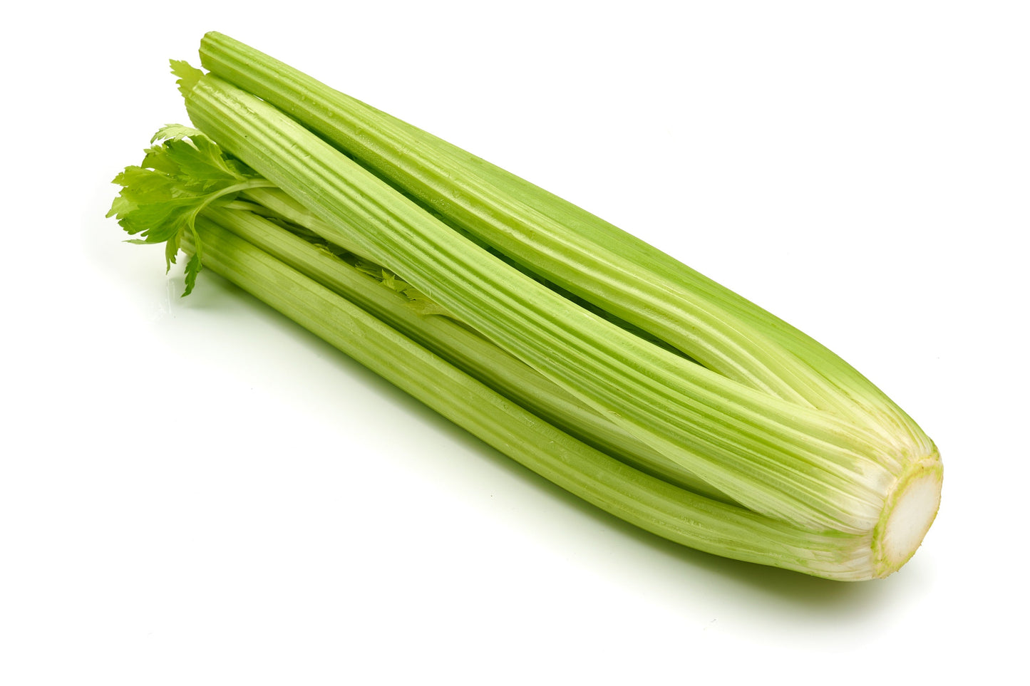 1000 Tall Utah Celery (Apium Graveolens) Seeds