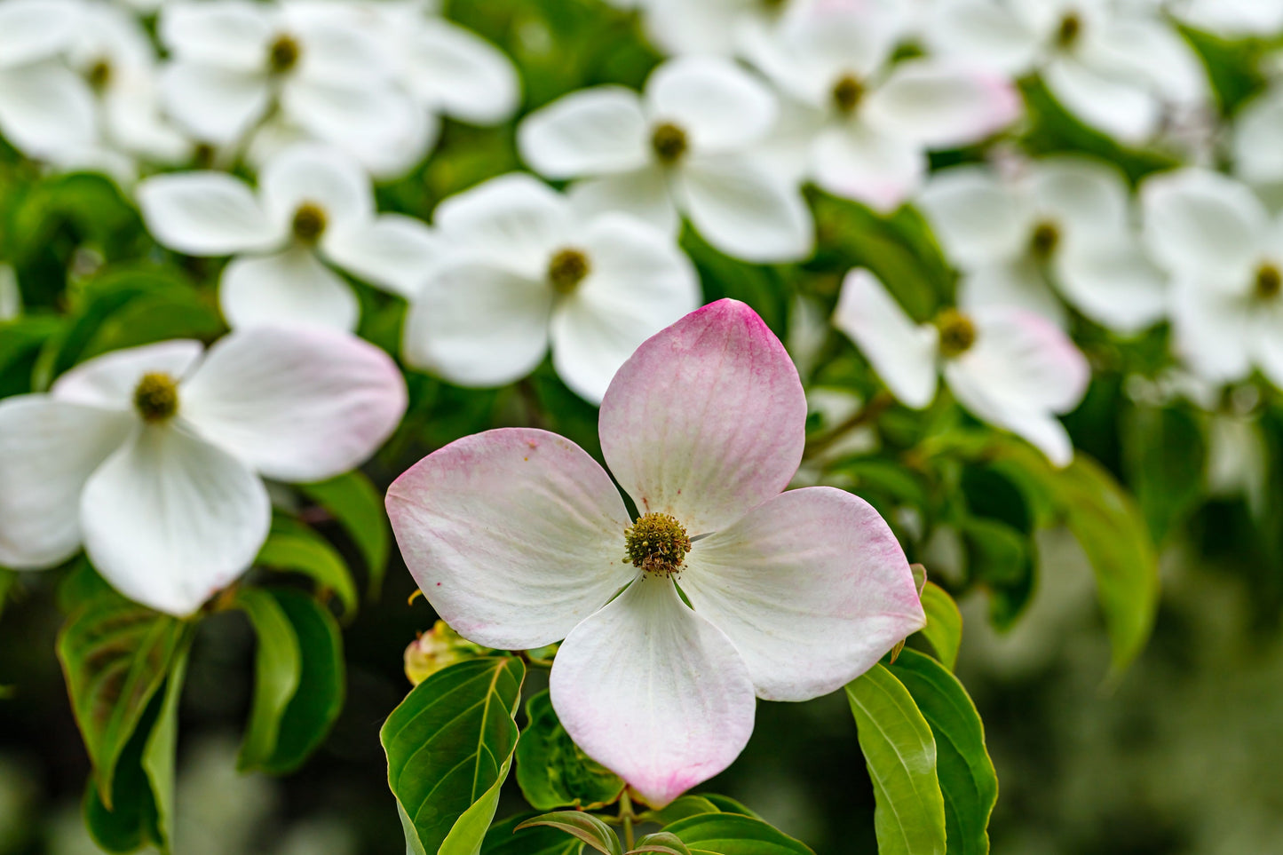 20 Himalayan Dogwood (Cornus Capitata) Seeds