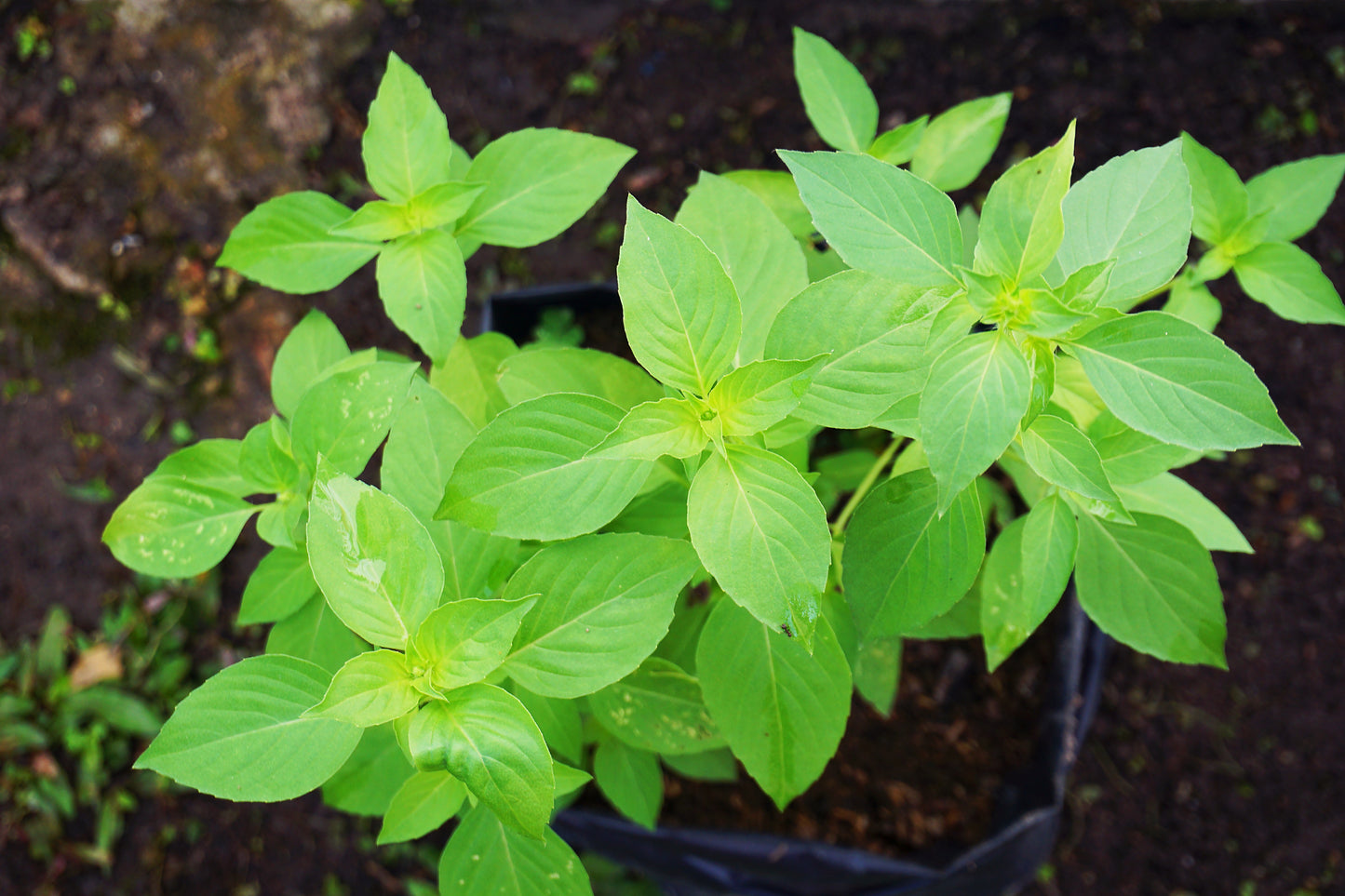 1500 Lemon Basil (Ocimum Basilicum) Seeds