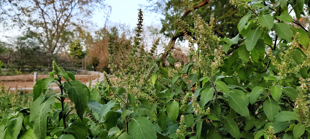 Clove Basil (Ocimum gratissimum) Seeds – 500 ct