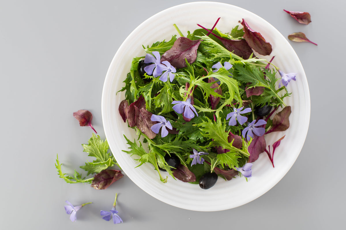 1000 GREEN MIZUNA MUSTARD Japanese Greens Brassica Juncea Herb Vegetable Seeds