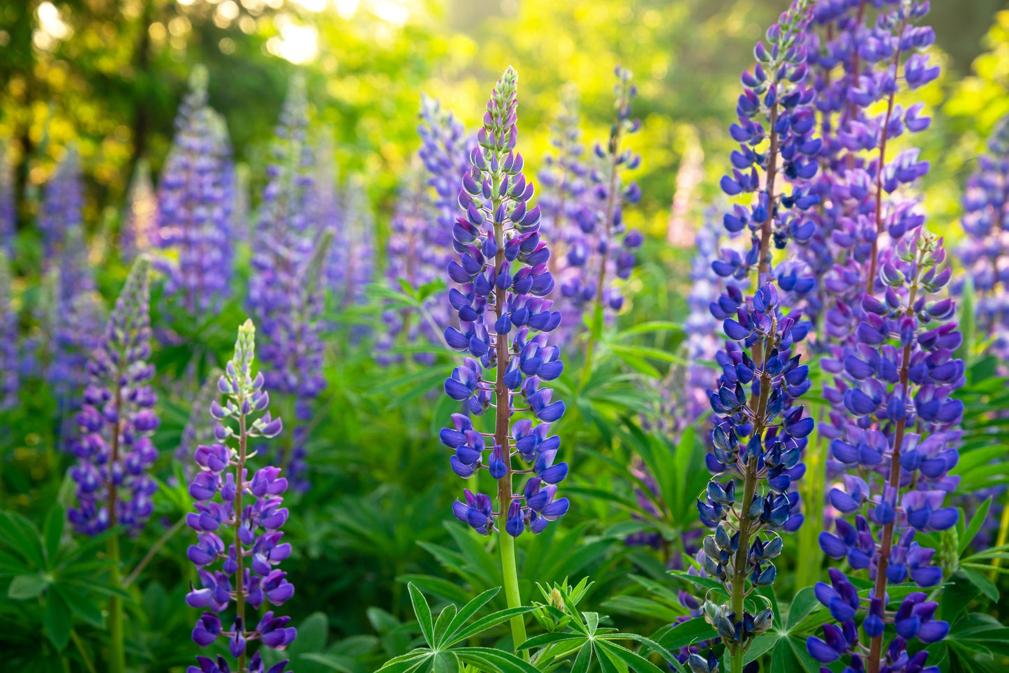 100 Perennial Lupine (Lupinus Perennis) Seeds