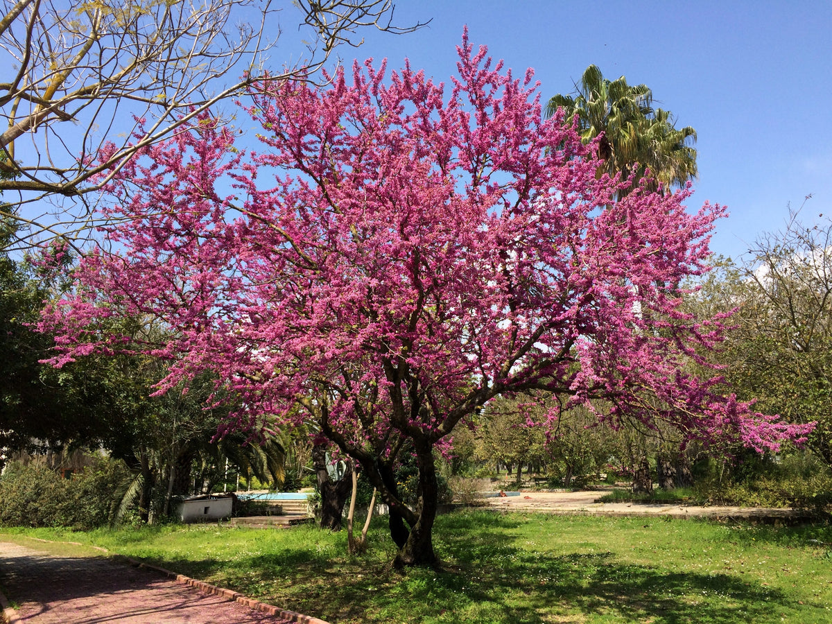 25 JUDAS TREE European Redbud Love Tree Cercis Siliquastrum Pink Purple Flower Seeds