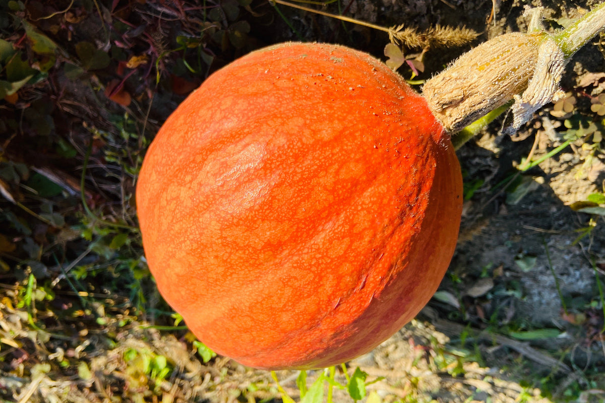 30 Golden Hubbard Squash (Cucurbita Maxima) Seeds