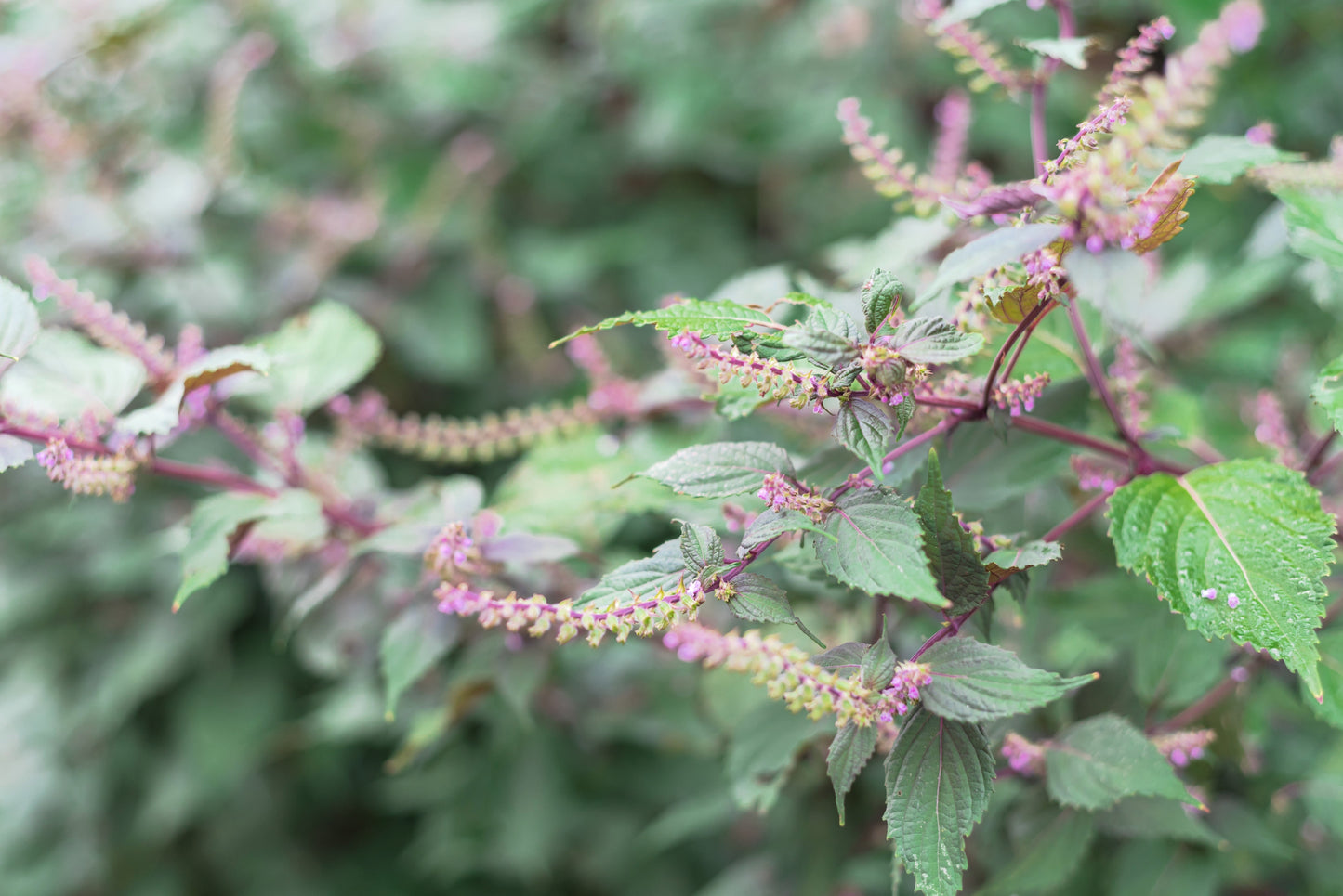 300 Green Shiso (Perilla Frutescens) Seeds