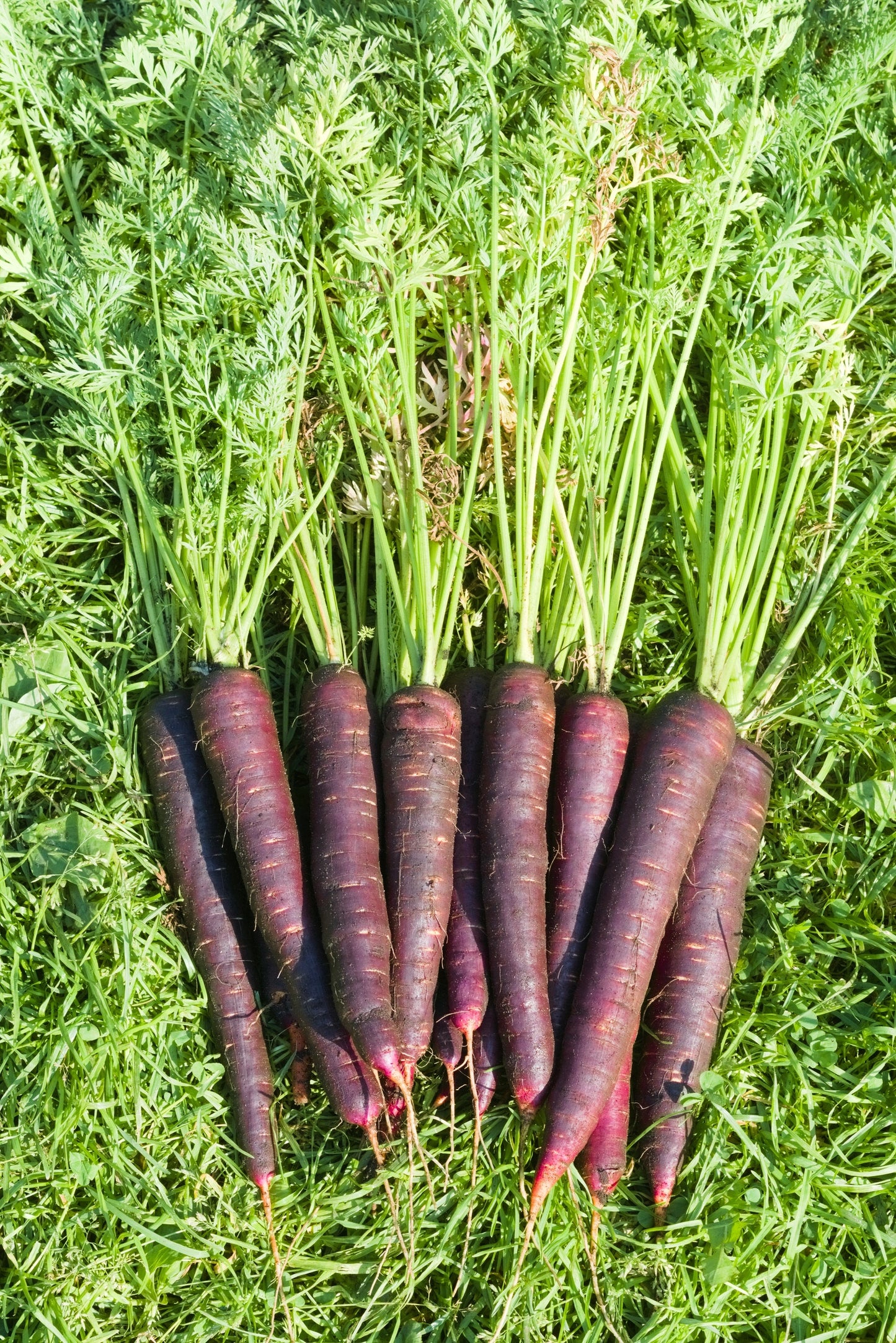 400 Cosmic Purple Carrot (Daucus Carota) Seeds