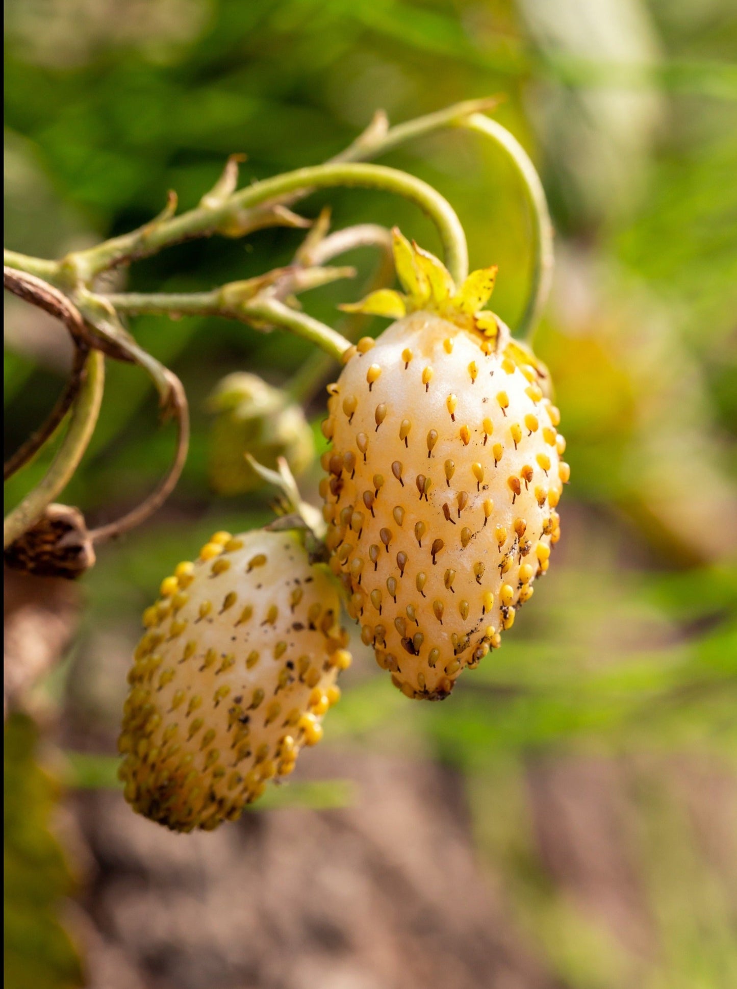 100 Yellow Wonder Strawberry (Fragaria Vesca) Seeds
