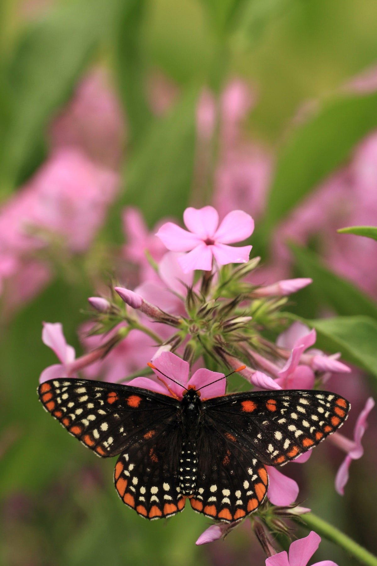 Prairie Phlox Mix (Phlox pilosa) Seeds – 20 ct