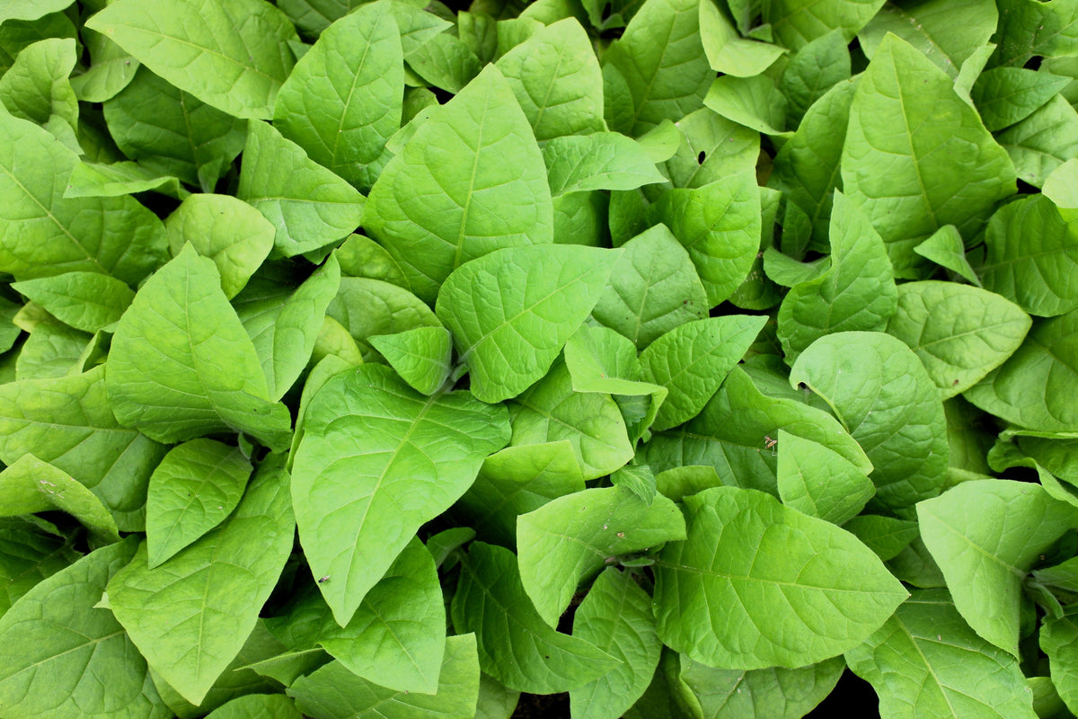 Aztec Tobacco (Nicotiana rustica) Seeds – 250 ct