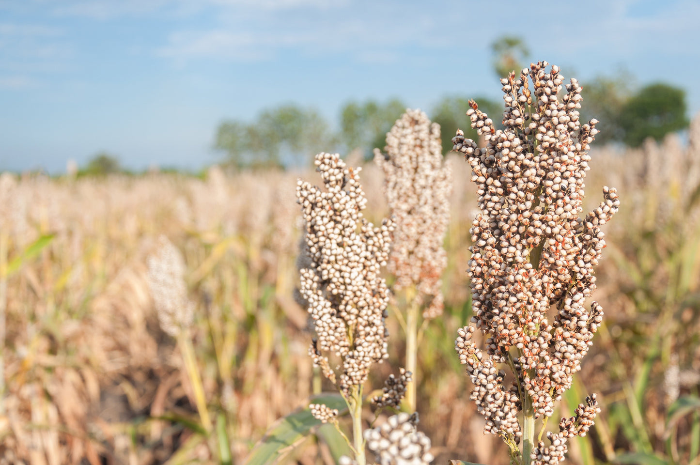 75 White Popping Sorghum (Sorghum Bicolor) Seeds