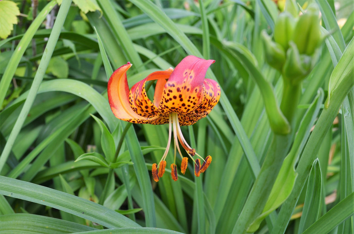 10 LEOPARD LILY California Tiger Lily Panther Lilium Pardalinum Yellow Orange Red Spotted Native Flower Seeds