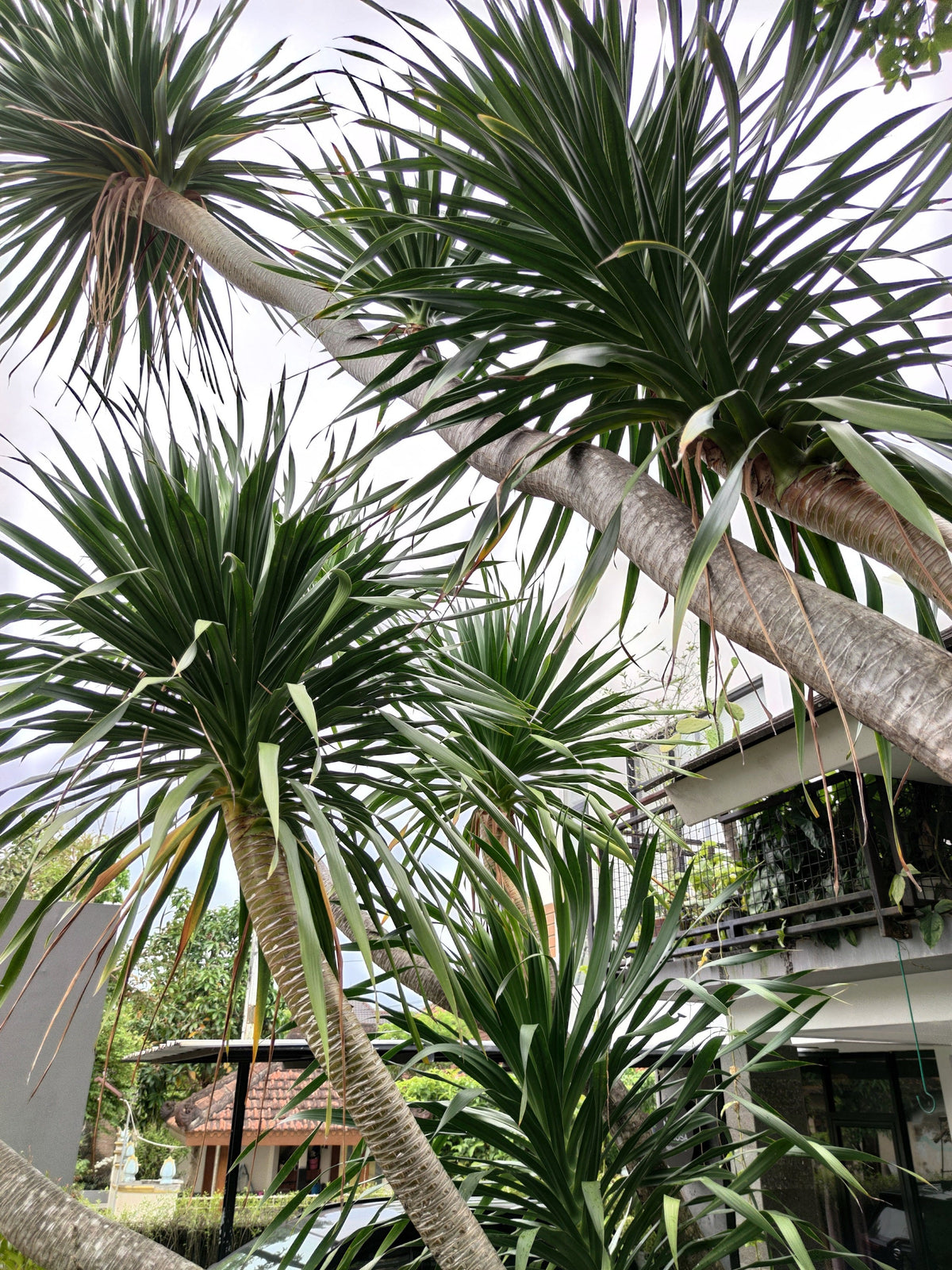 50 CABBAGE PALM / GIANT DRACAENA Australis Cordyline Tree Houseplant Seeds