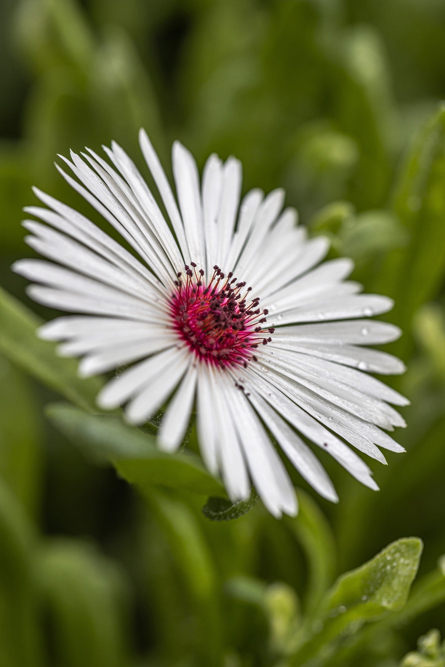 100 Gelato White Ice Plant (Mesembryanthemum Livingstone Daisy) Seeds