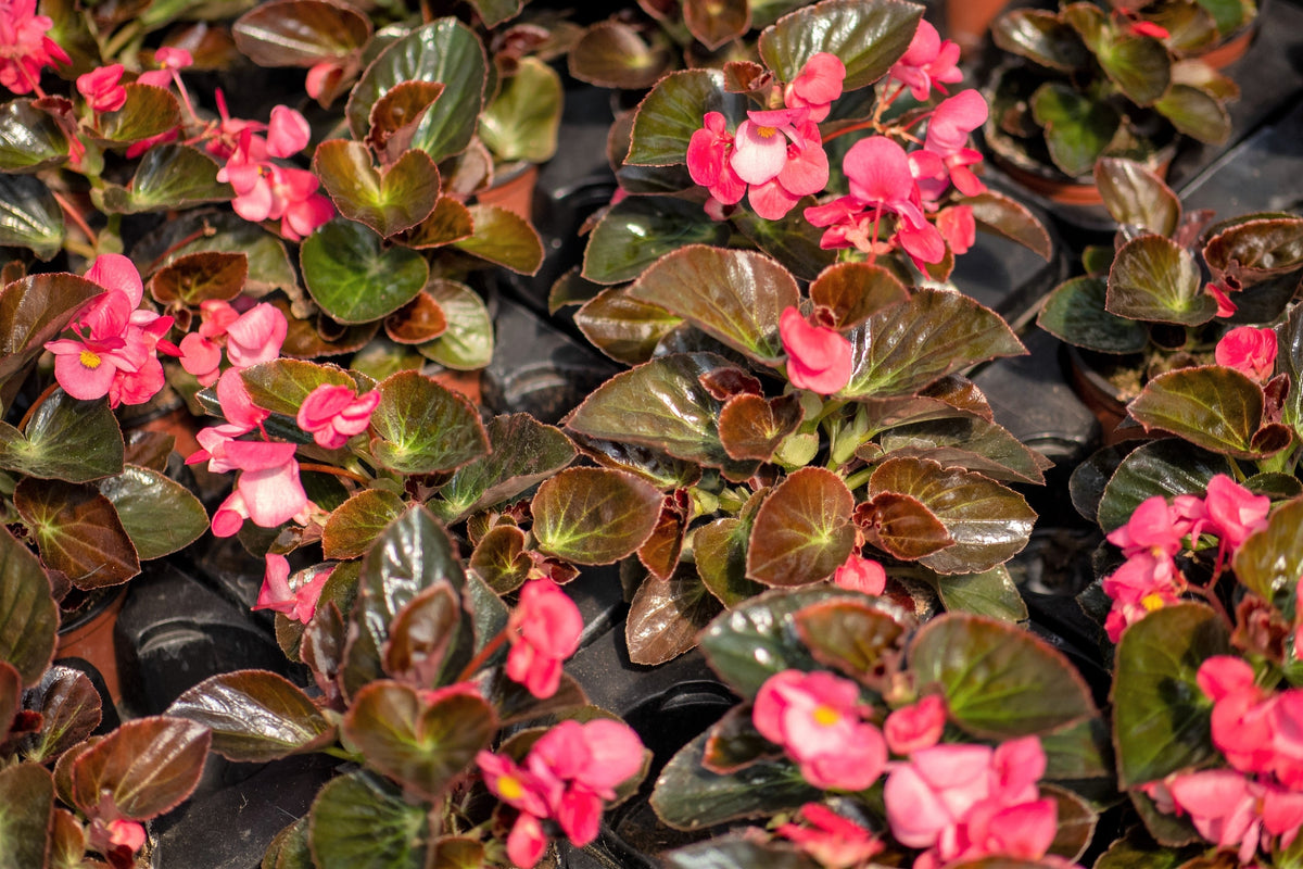 Mixed Wax Begonia (Begonia semperflorens) Seeds – 25 ct