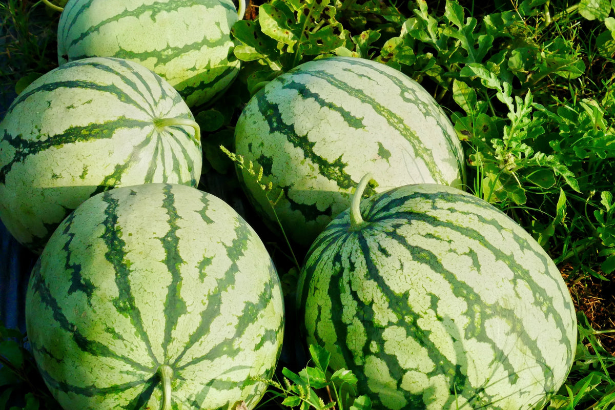 50 TENDERSWEET ORANGE WATERMELON Orange Flesh Citrullus Lanatus Fruit Melon Seeds