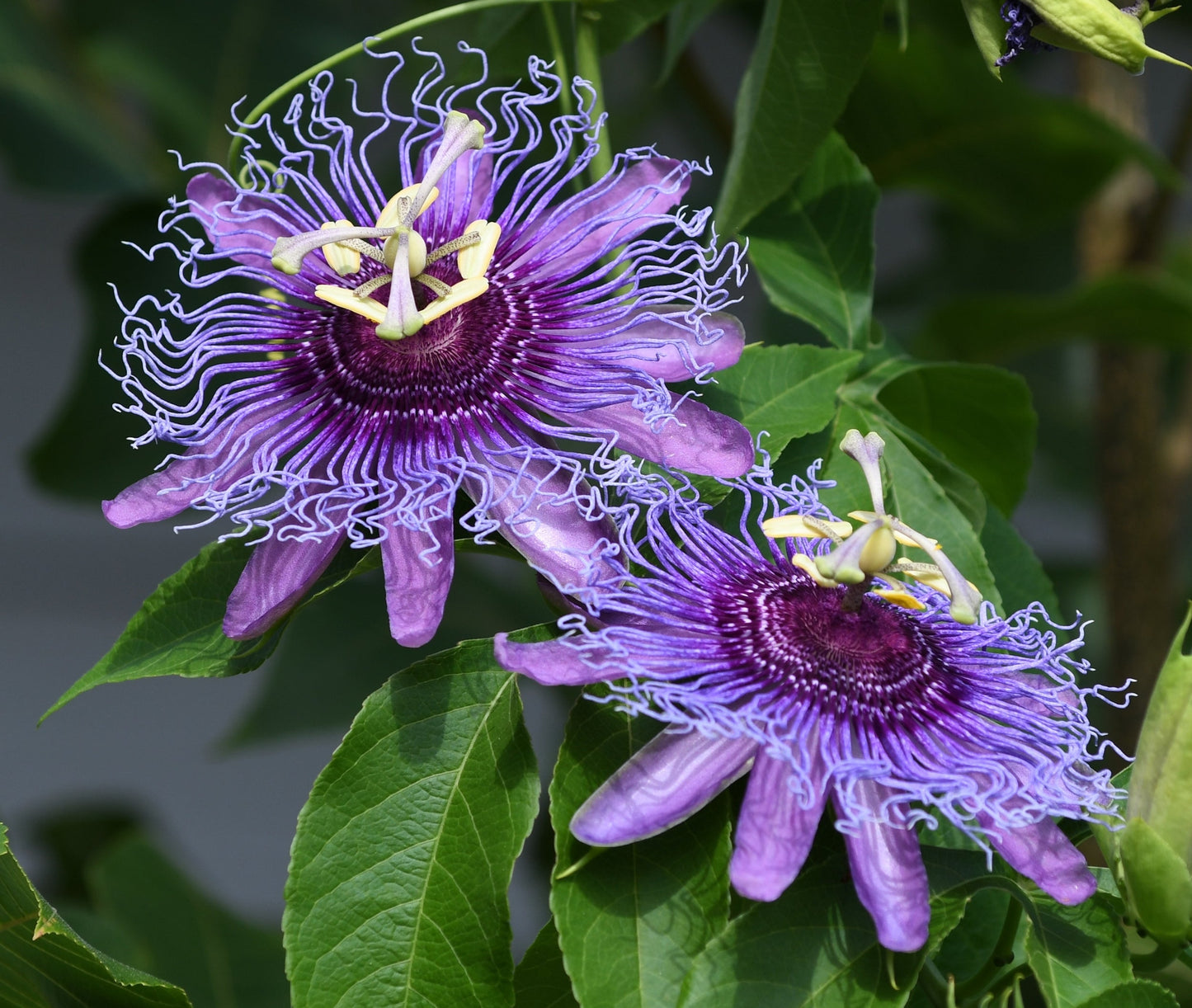 10 Purple Passion Flower (Granadilla Passiflora Incarnata) Seeds