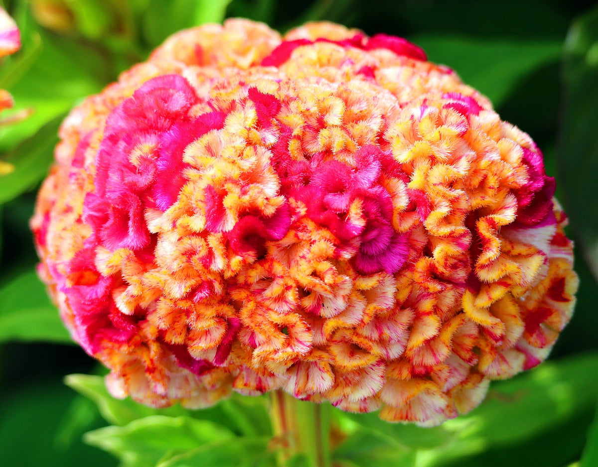 Coral Gardens Mix Celosia (Celosia argentea var. cristata) Seeds – 100 ct