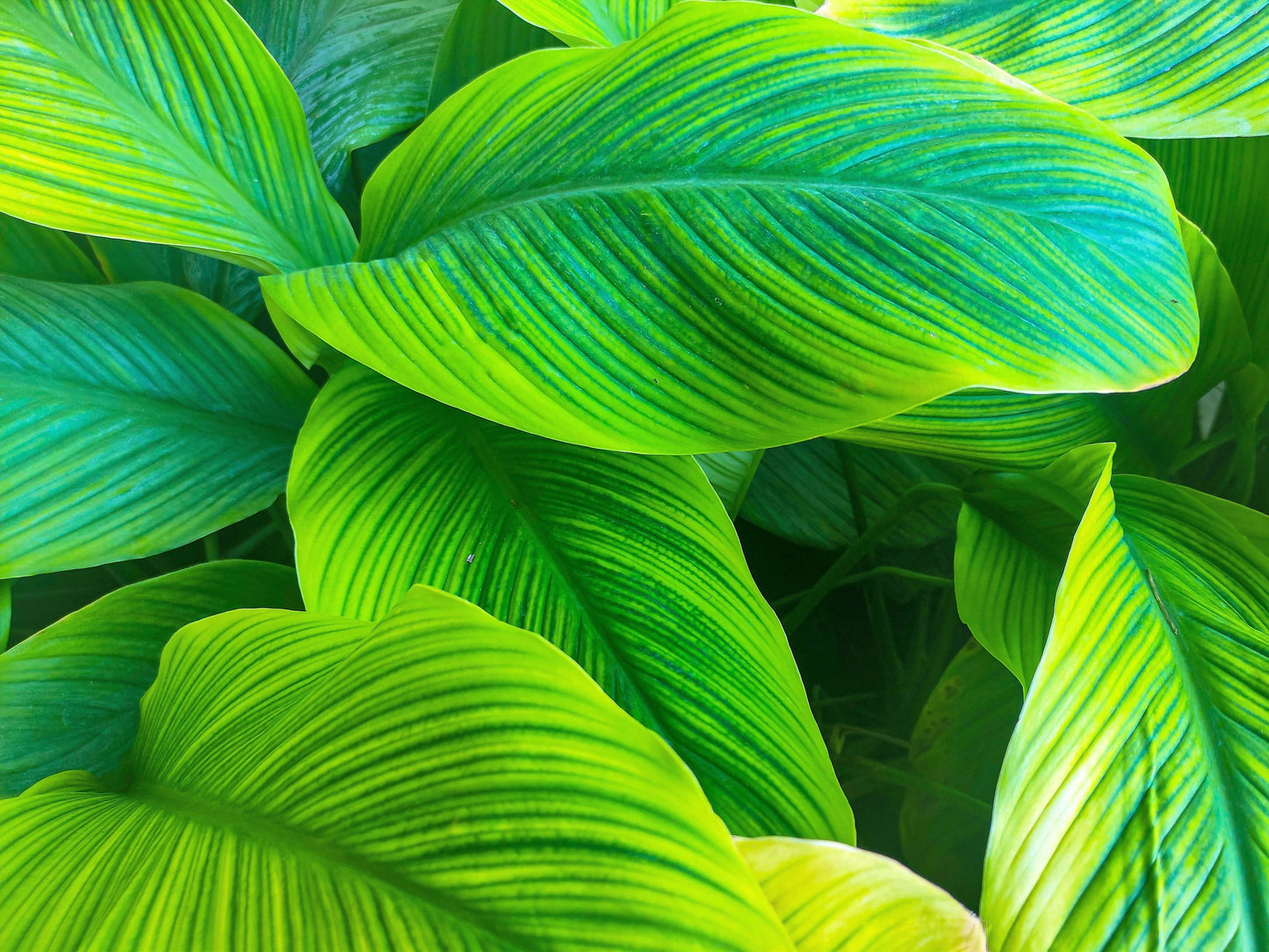 5 Mixed Canna Lily (Canna Generalis) Seeds