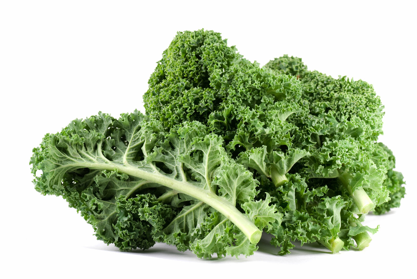 2500 Vates Blue Curled Kale (Brassica Oleracea) Seeds