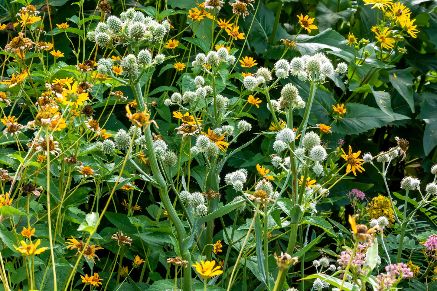 200 Rattlesnake Master / Button Snakeroot (Eryngium Yuccifolium) Seeds