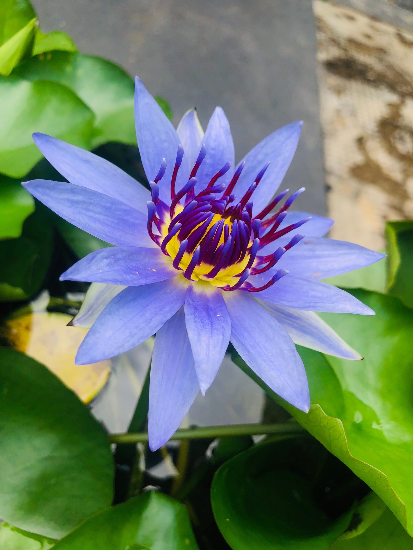 10 Blue Water Lily (Nymphaea Caerulea) Seeds