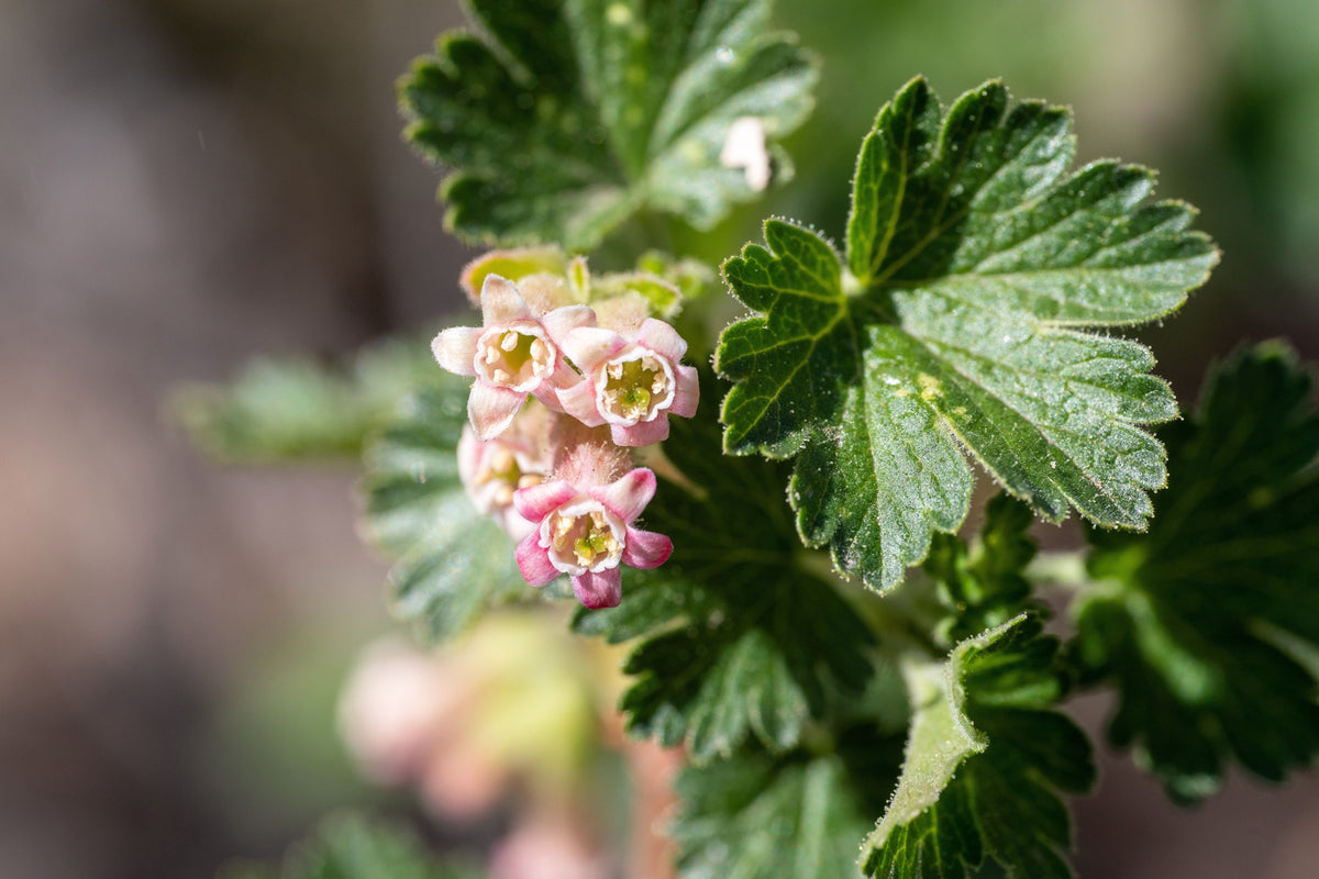 20 Red WAX CURRANT Edible Fruit Berries Pink Flowers Shrub Ribes Cereum Seeds