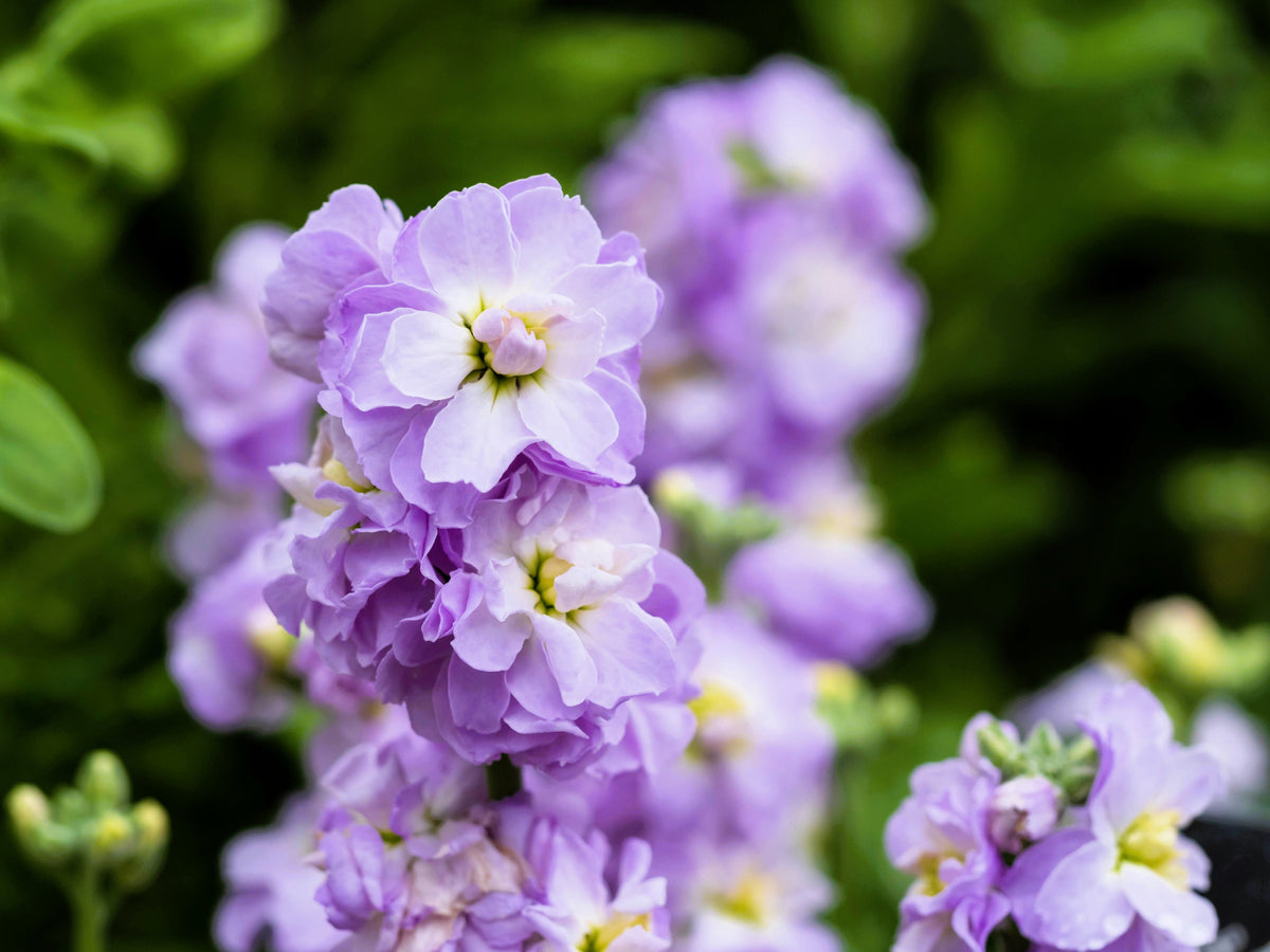 50 BLUE STOCK Matthiola Incana Ten-Week Gillyflower Seeds
