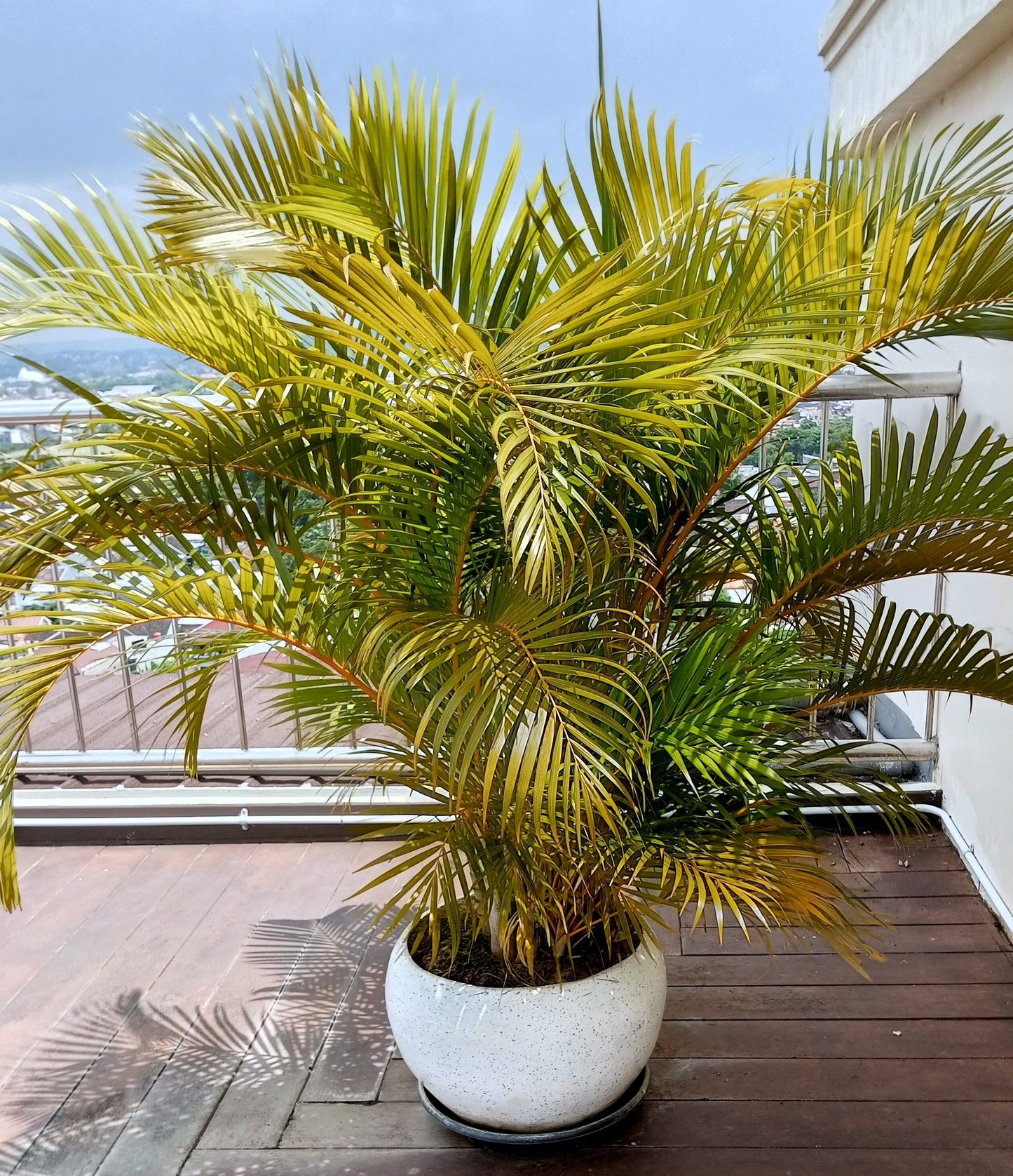 15 Parlor Palm (Chamaedorea Elegans) Seeds