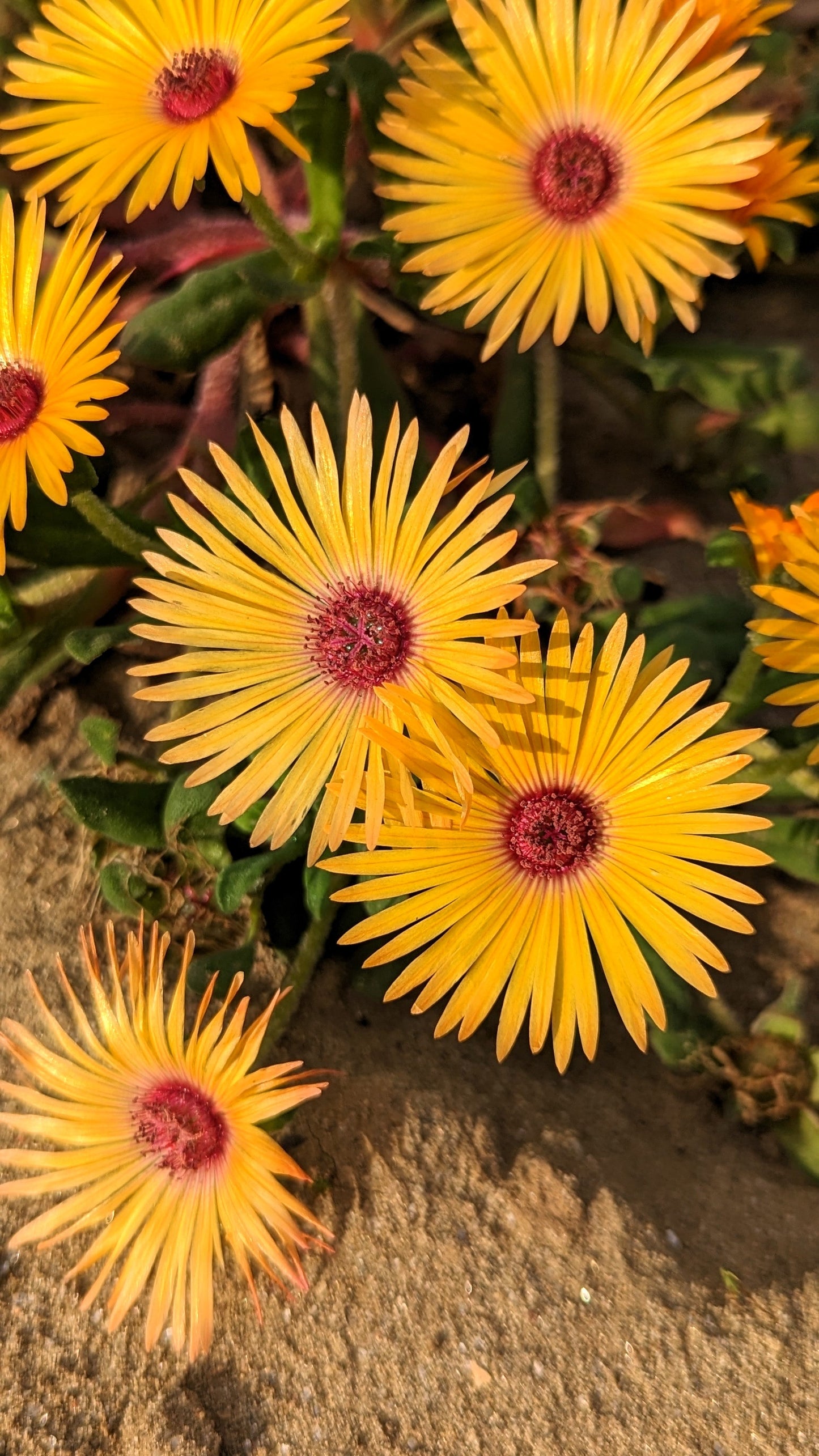 100 Gelato Yellow Ice Plant (Dorotheanthus Bellidiformis) Seeds