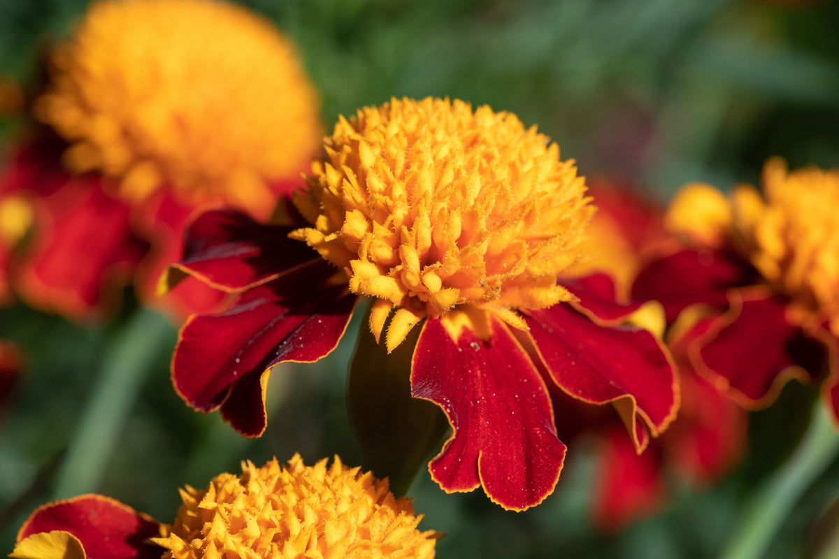 Orange Flame Dwarf French Marigold (Tagetes patula) Seeds – 250 ct