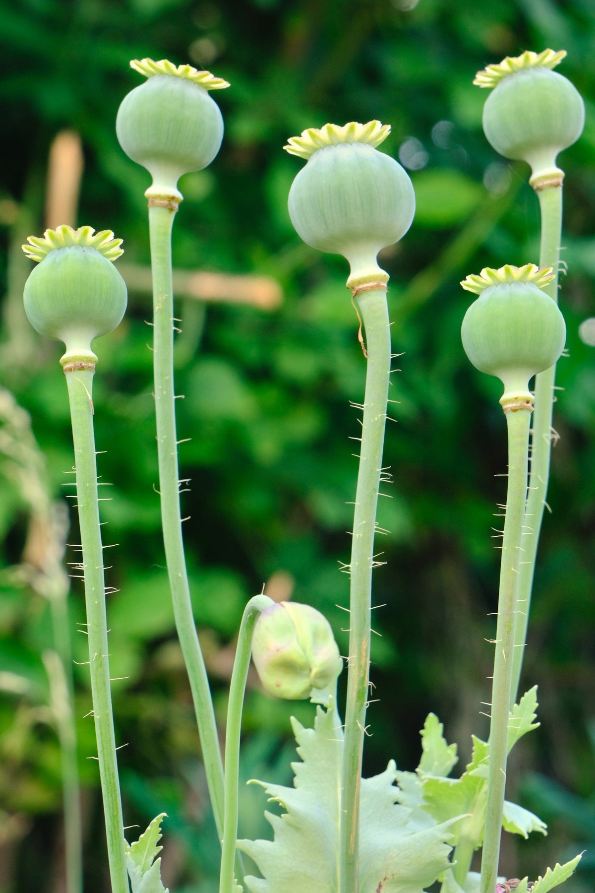 Organic Jimi's Flag Poppy (Papaver somniferum) Seeds – 200 ct