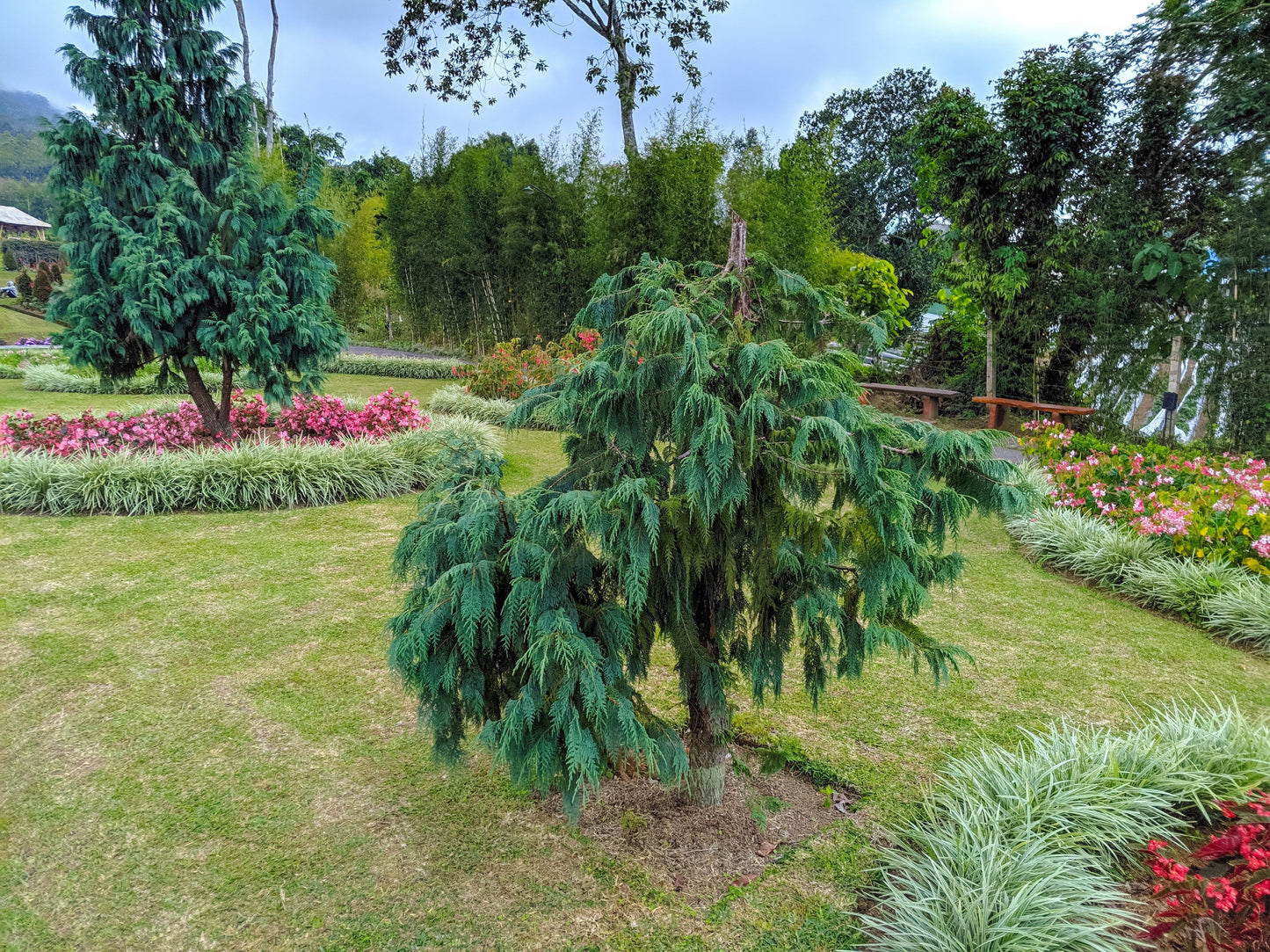 30 Weeping Cypress Tree (Cupressus Cashmeriana) Seeds